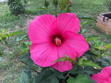 Tinkertech Hibiscus