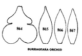 Tinkertech Burrageara Orchid