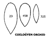 Tinkertech Coelogyen Orchid