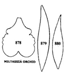 Tinkertech Miltassia Orchid