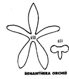 Tinkertech Renanthera Orchid