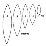 Tinkertech Ruscus Leaf