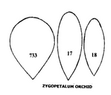 Tinkertech Zygopetalum Orchid